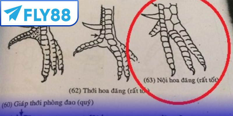 Vảy nội hoa đăng và các loại vảy khác